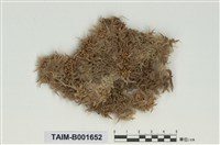 藏品(中位泥炭苔)的圖片